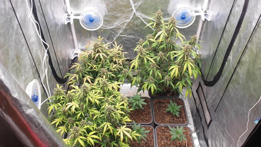 Jet Fuel Mandarine & Studio 54 Organic. Week 10 - day73