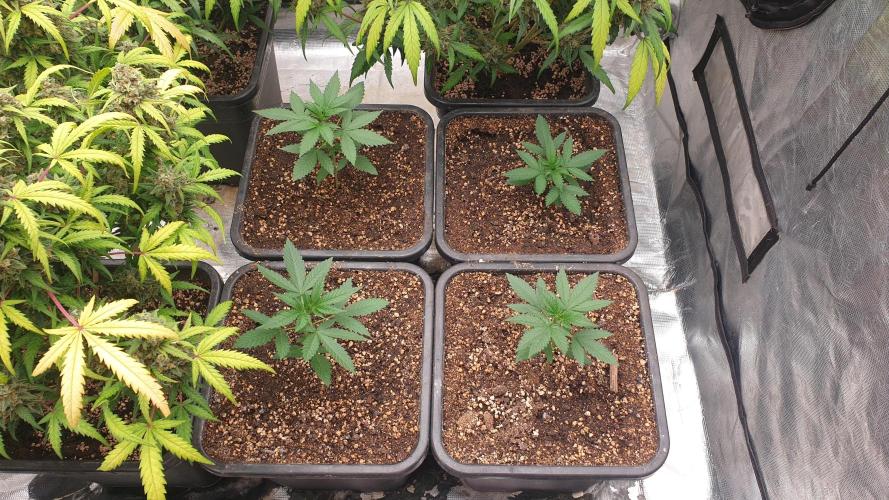 Lemonpaya Organic. Week 2 - day21