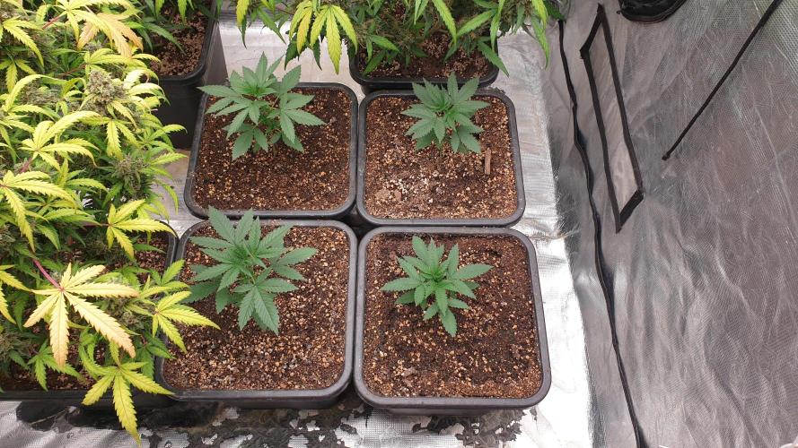 Lemonpaya Organic. Week 3 - day22