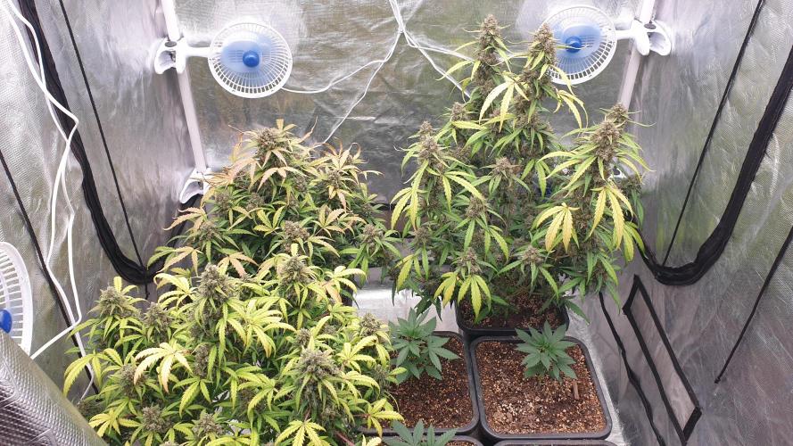 Jet Fuel Mandarine & Studio 54 Organic. Week 10 - day74