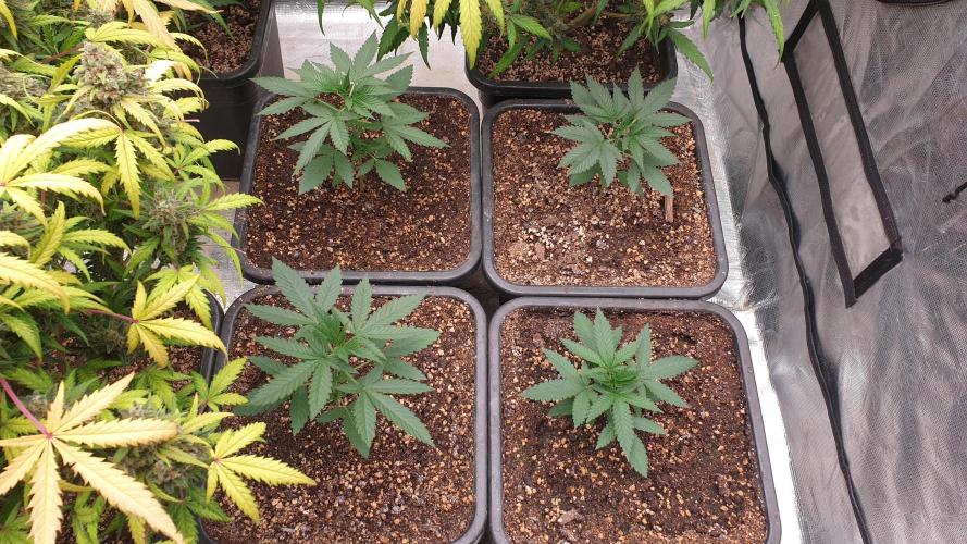 Lemonpaya Organic. Week 3 - day23