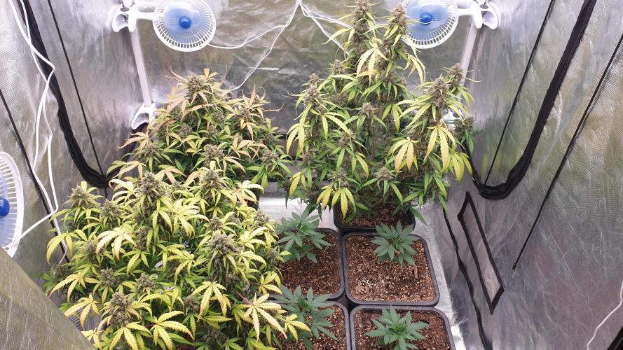 Jet Fuel Mandarine & Studio 54 Organic. Week 10 - day75