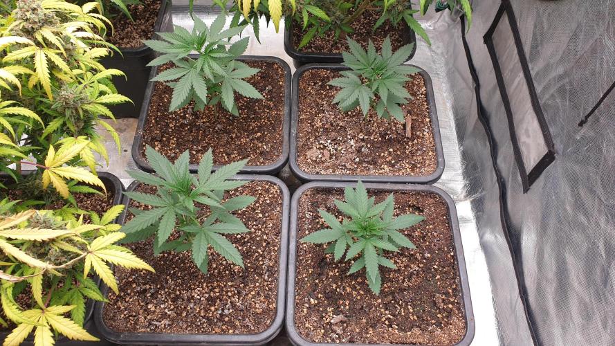 Lemonpaya. Week 3