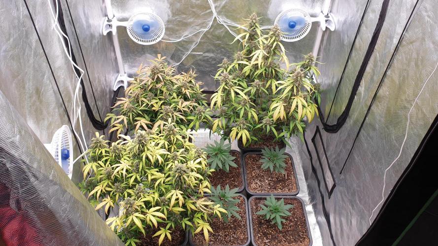 Jet Fuel Mandarine & Studio 54 Organic. Week 10 - day76