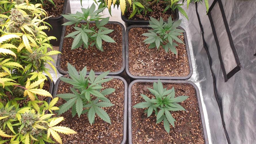 Lemonpaya. Week 3