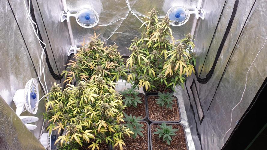 Jet Fuel Mandarine & Studio 54 Organic. Week 10 - day77