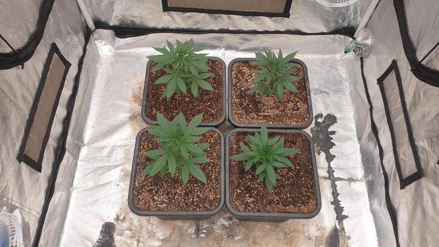 Lemonpaya. Week 3