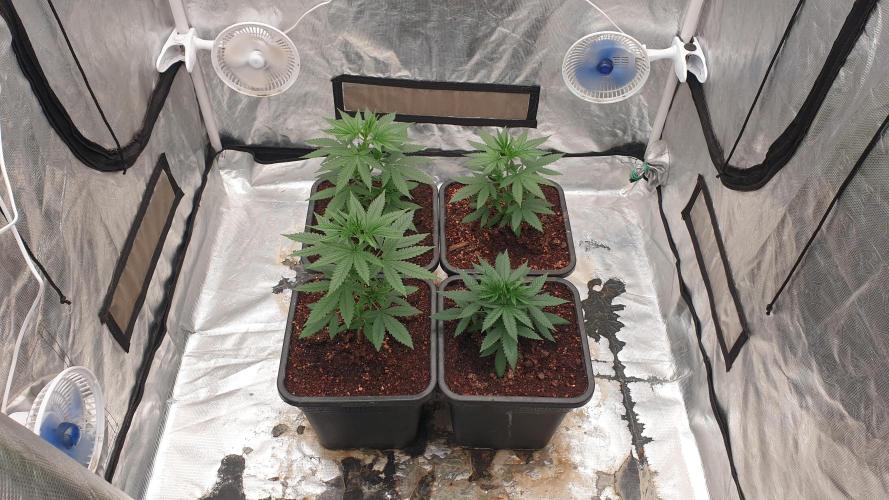 Lemonpaya. Week 4