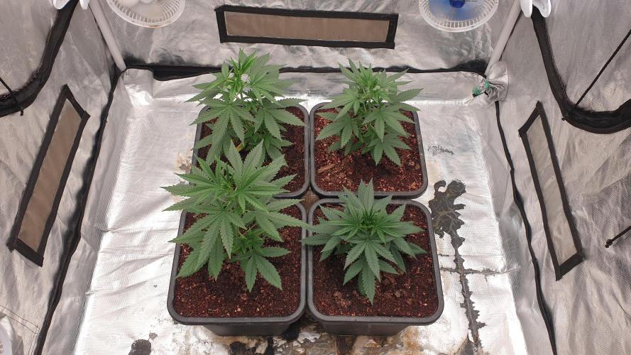Lemonpaya. Week 4
