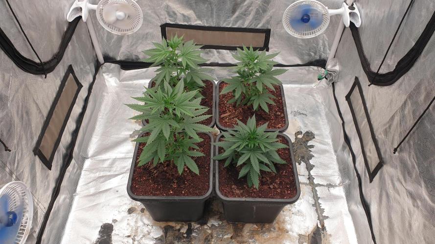 Lemonpaya. Week 4