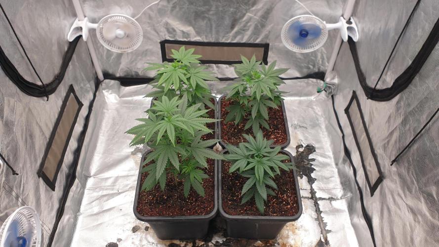 Lemonpaya Organic. Week 4 - day35