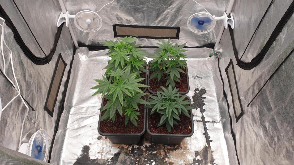 Lemonpaya Organic. Week 5 - day36