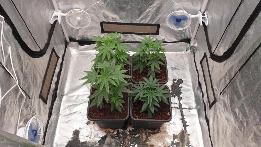 Lemonpaya. Week 5