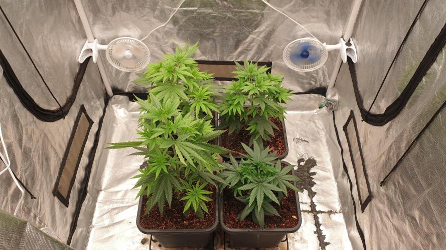 Lemonpaya. Week 5
