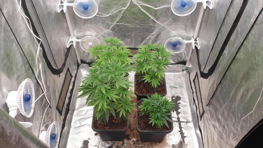 Lemonpaya. Week 5