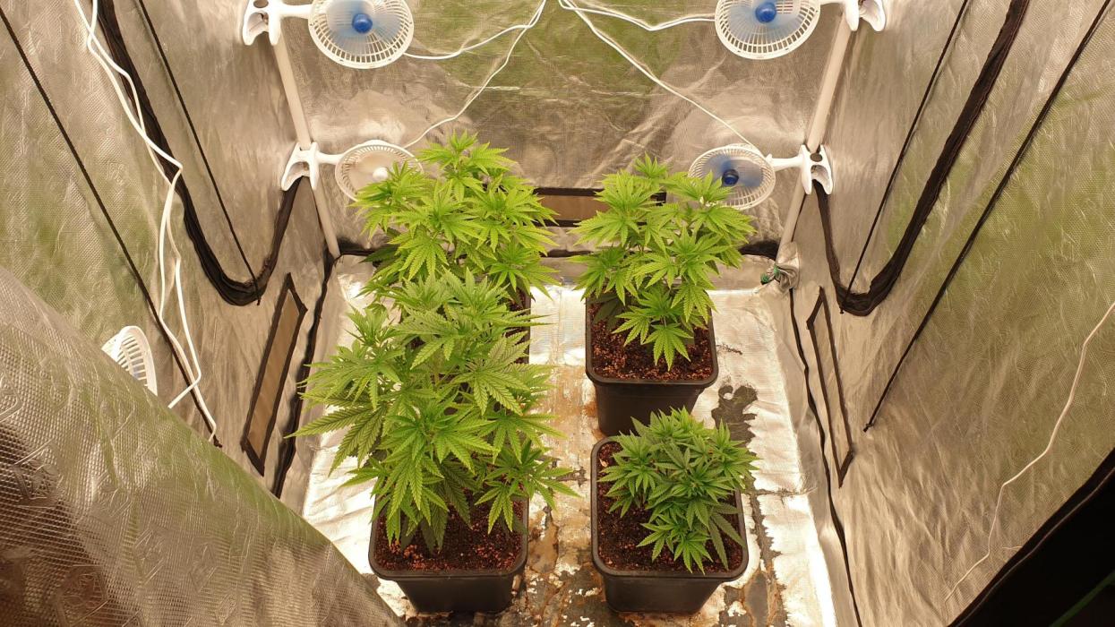 Lemonpaya Organic. Week 6 - day43