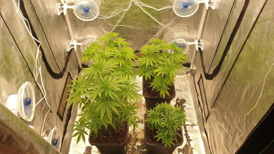 Lemonpaya Organic. Week 6 - day45