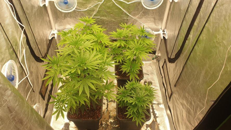 Lemonpaya Organic. Week 6 - day46