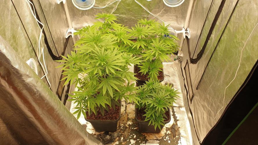 Lemonpaya Organic. Week 6 - day47
