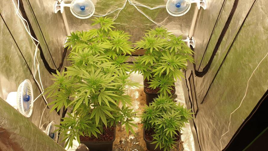 Lemonpaya Organic. Week 6 - day48