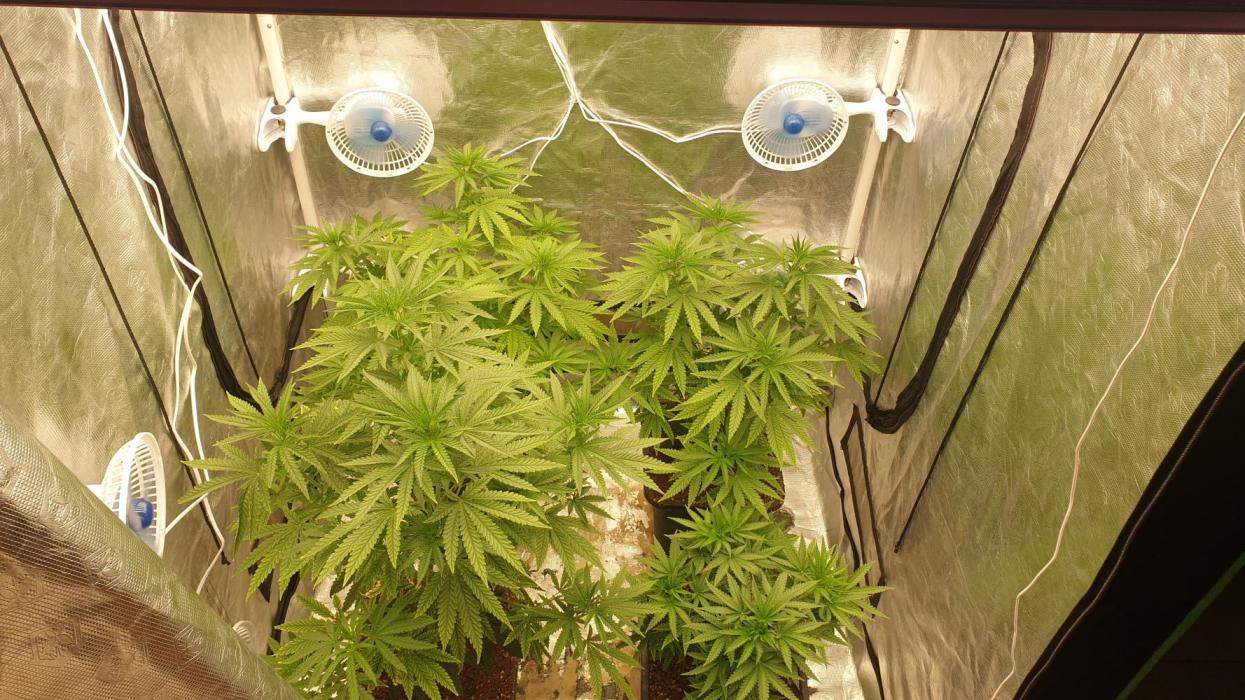 Lemonpaya Organic. Week 7 - day50