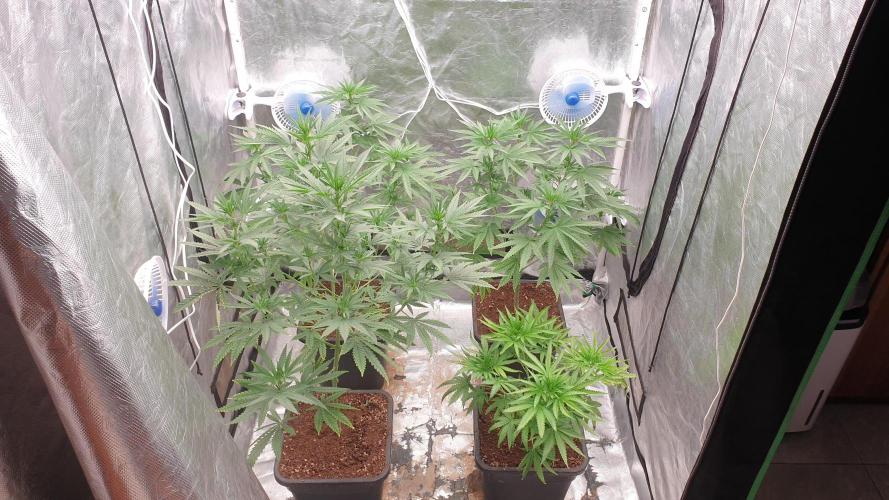 Lemonpaya Organic. Week 7 - day53