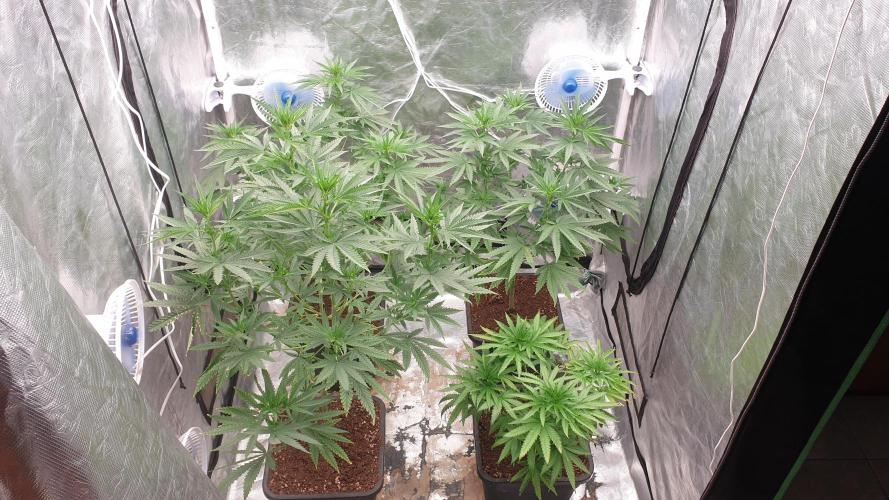 Lemonpaya Organic. Week 7 - day54