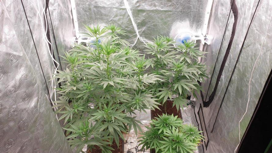 Lemonpaya. Week 7