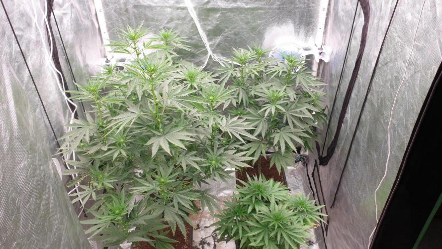 Lemonpaya. Week 8