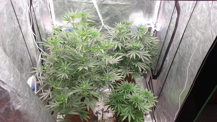 Lemonpaya. Week 8