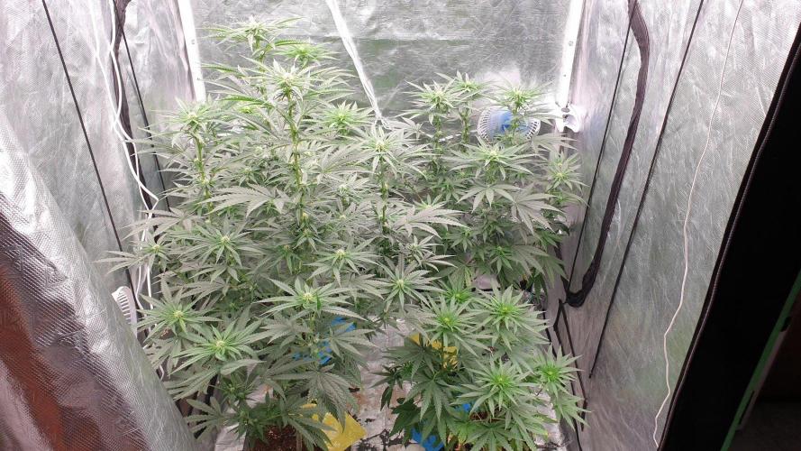 Lemonpaya. Week 8