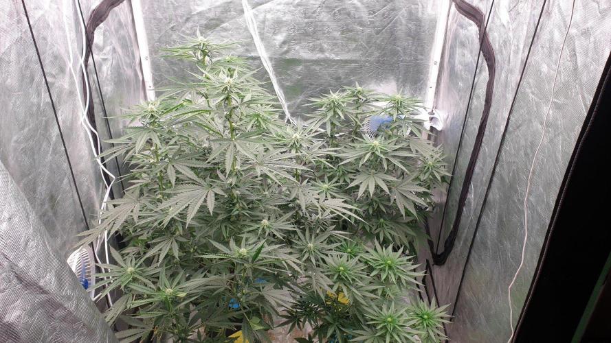 Lemonpaya. Week 8