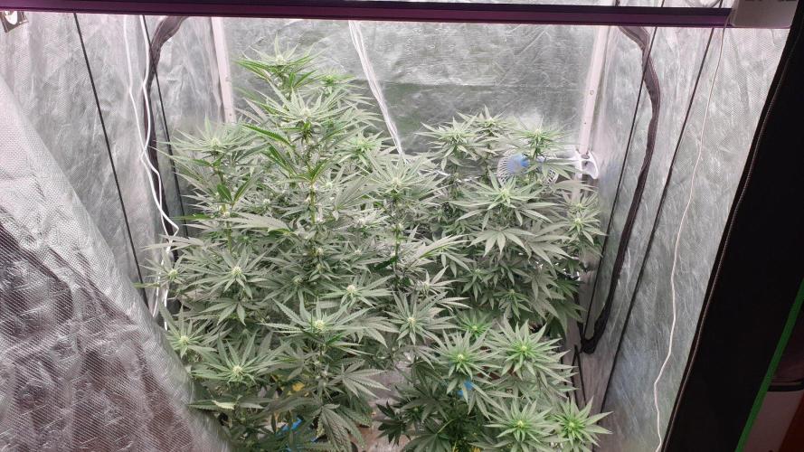 Lemonpaya. Week 8