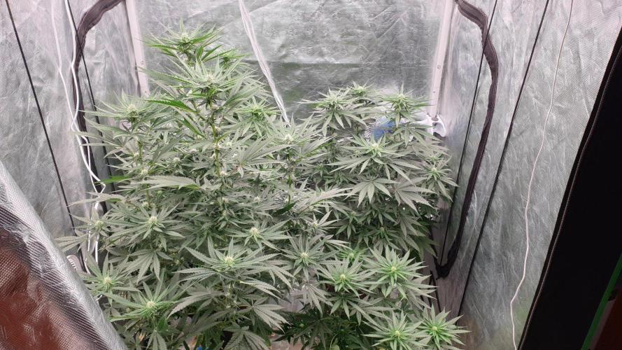 Lemonpaya. Week 8