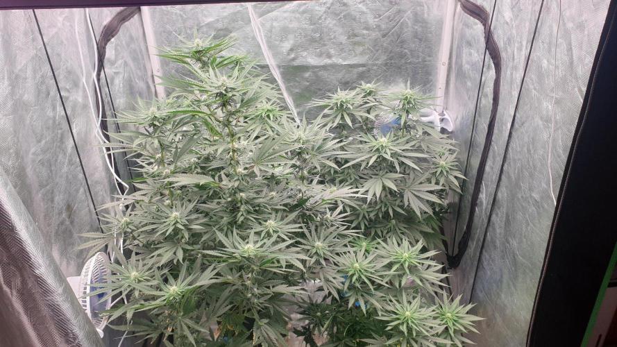 Lemonpaya. Week 8