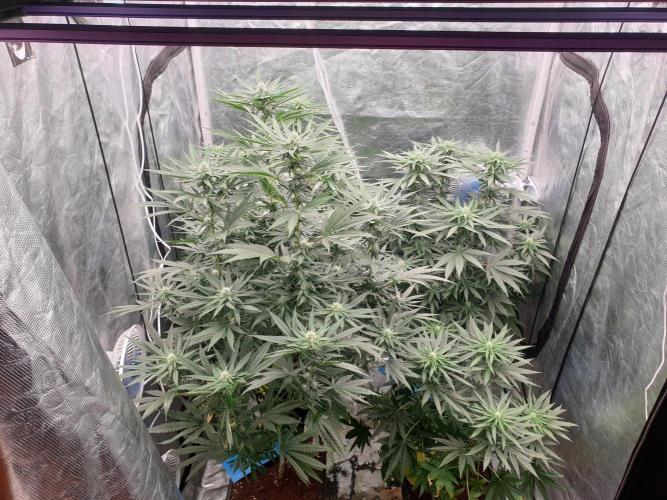 Lemonpaya Organic. Week 9 - day65
