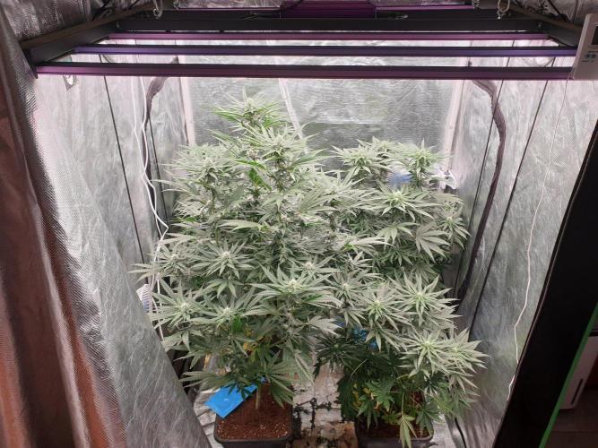 Lemonpaya Organic. Week 9 - day67