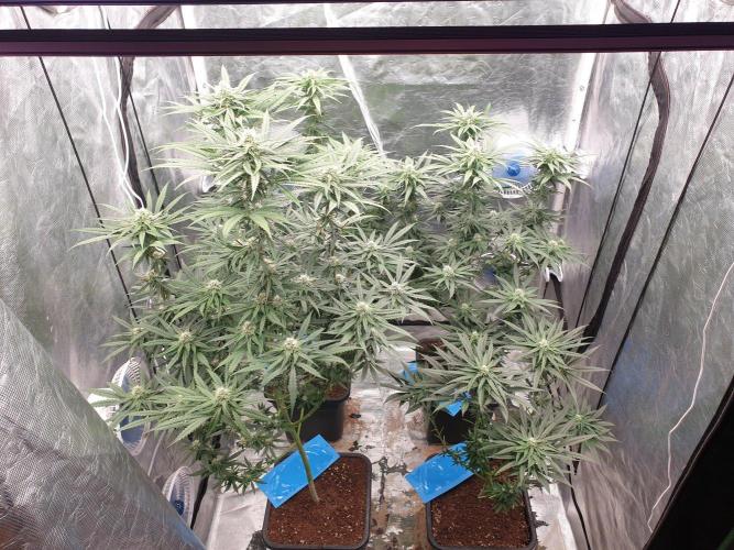 Lemonpaya Organic. Week 9 - day69