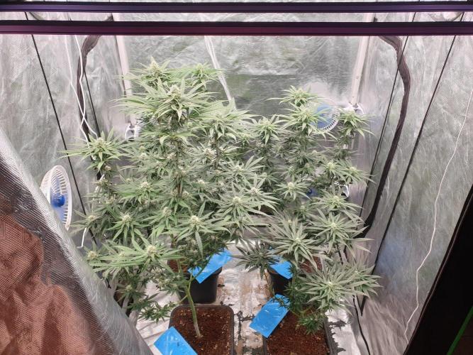 Lemonpaya Organic. Week 9 - day70