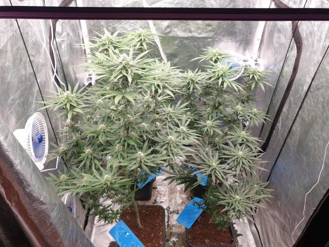 Lemonpaya. Week 10