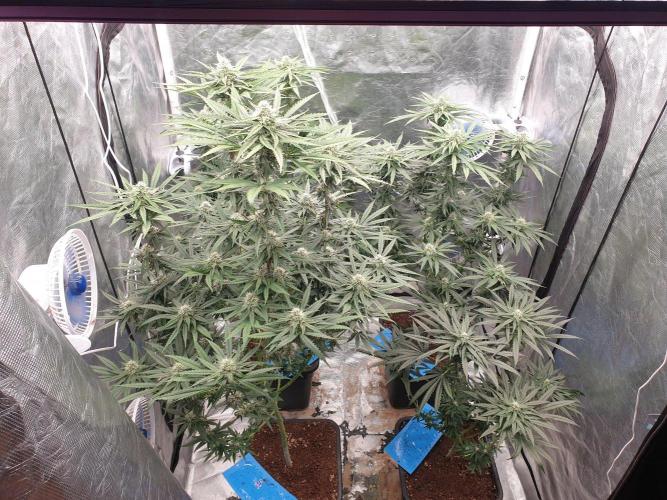 Lemonpaya. Week 10