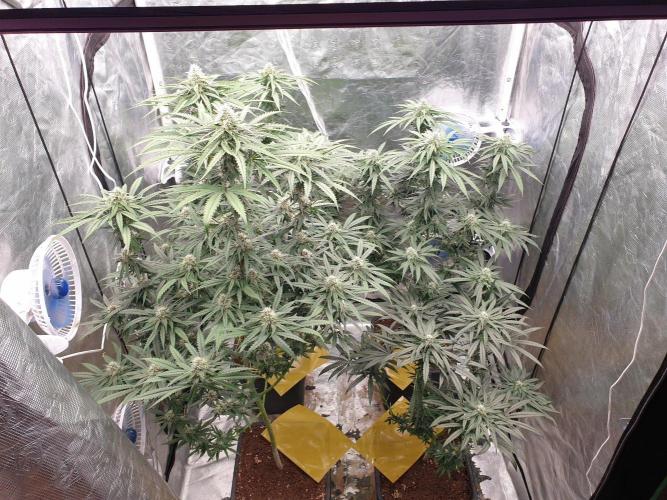 Lemonpaya. Week 10