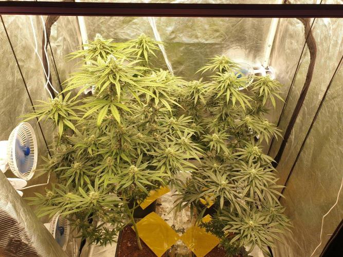 Lemonpaya. Week 10