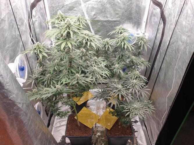 Lemonpaya. Week 10
