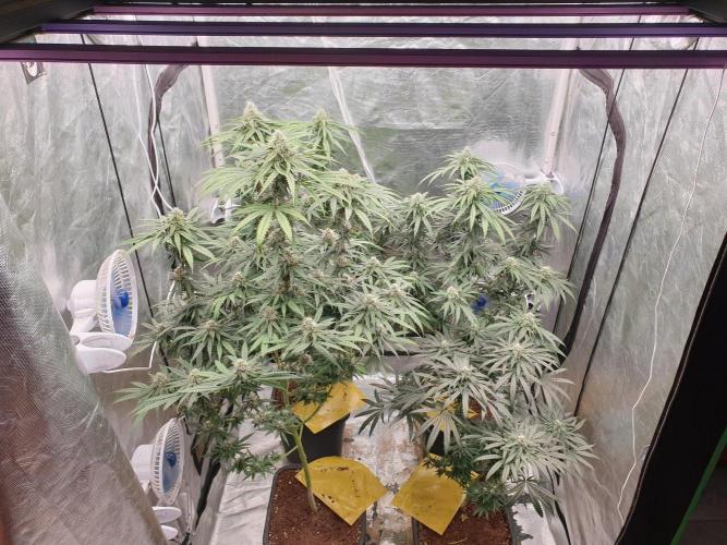 Lemonpaya. Week 10