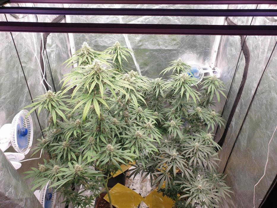 Lemonpaya Organic. Week 11 - day78