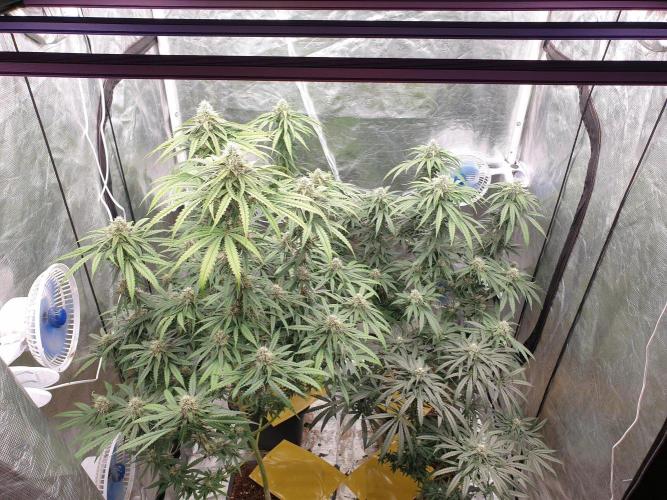 Lemonpaya. Week 11
