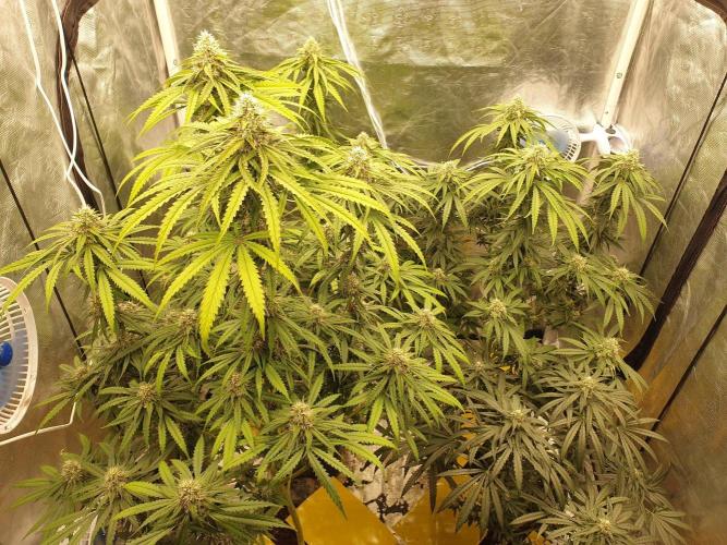 Lemonpaya Organic. Week 11 - day80