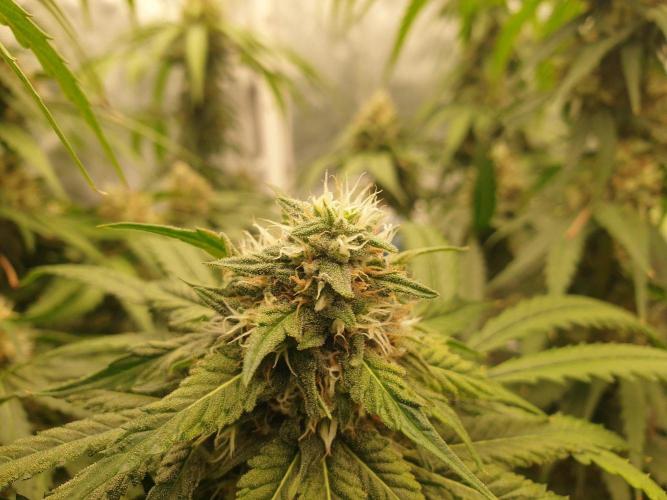 Lemonpaya. Week 11