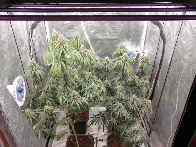 Lemonpaya Organic. Week 12 - day90